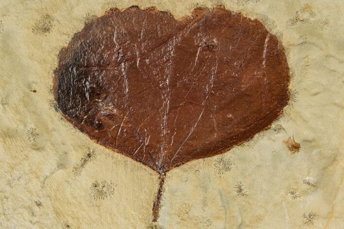 Fossil Leaf (Zizyphoides) - Montana #262758